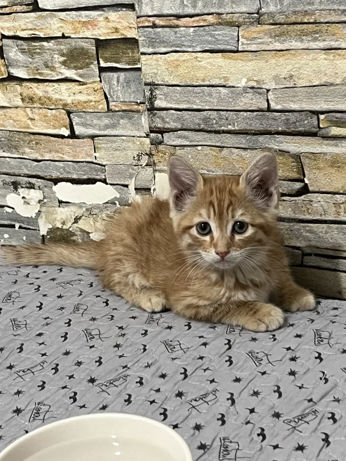 minicik yavru sarman — Foto 2