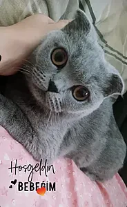 inci — Kedi