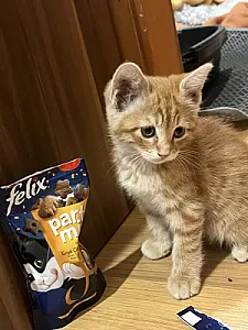 minicik yavru sarman — Kedi