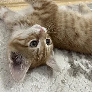 Foto 10