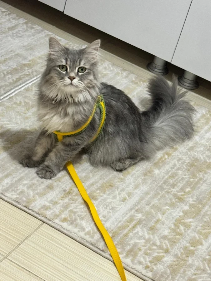 Mia — Foto 1