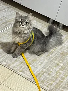 Mia — Kedi