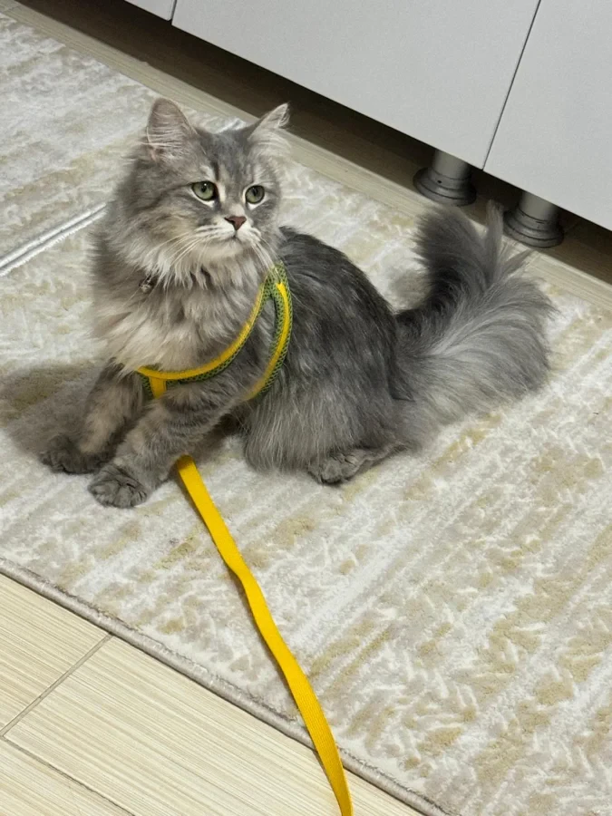Mia — Foto 2