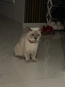 lena — Kedi
