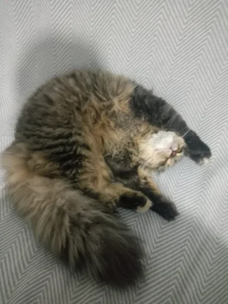 karamel - Kedi - Kocaeli sahiplendirme ilanı