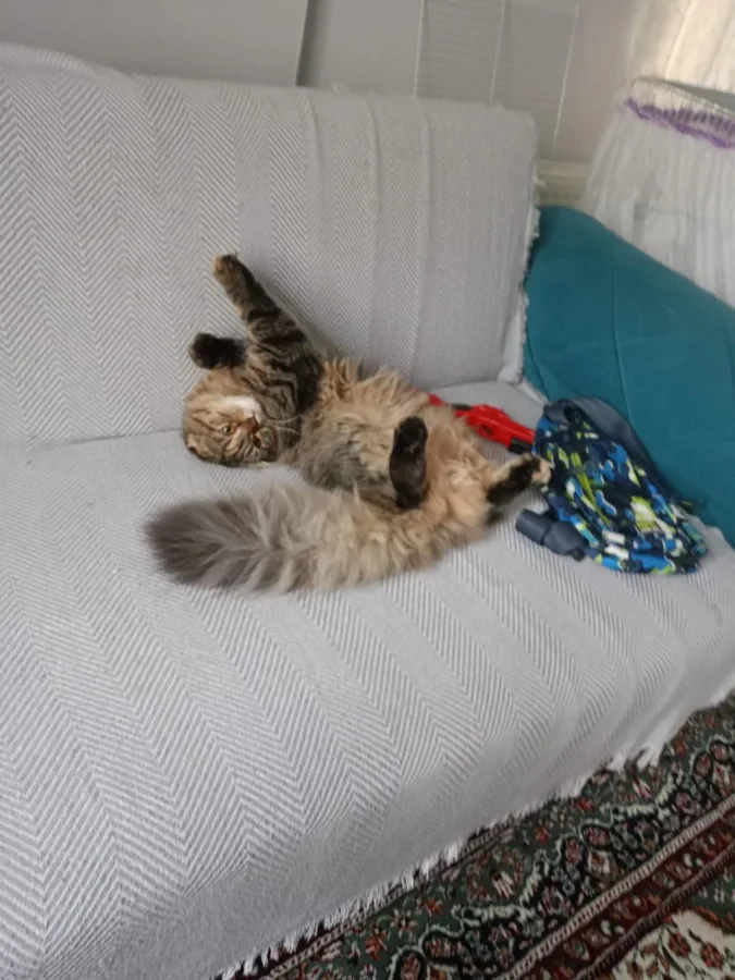 karamel — Foto 2
