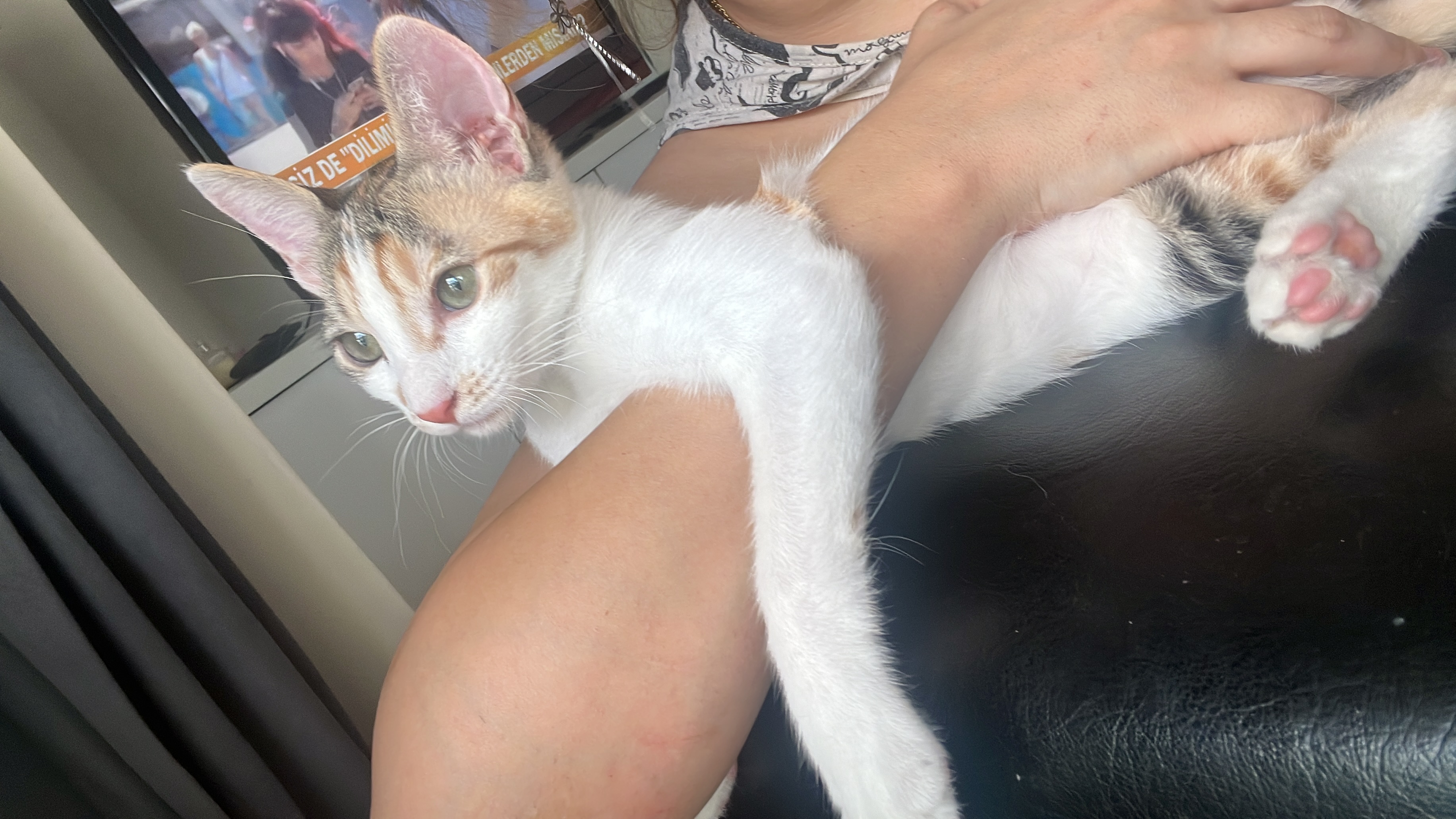 Calico