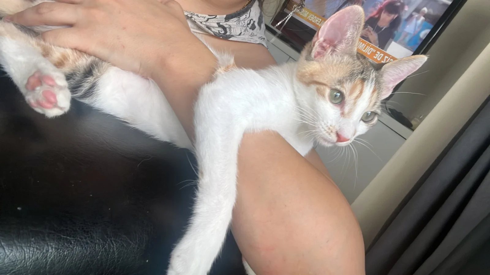 Calico — Foto 1