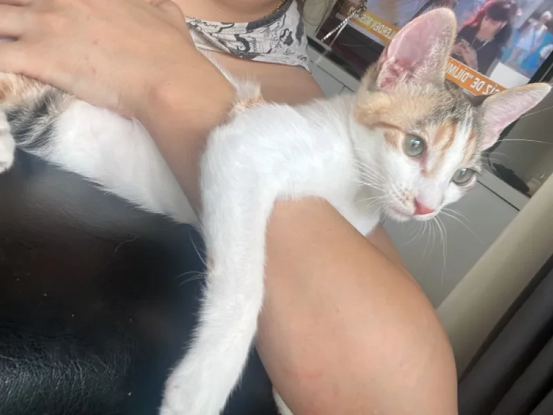 Calico - Kedi - Manisa sahiplendirme ilanı
