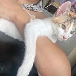 Calico — Kedi
