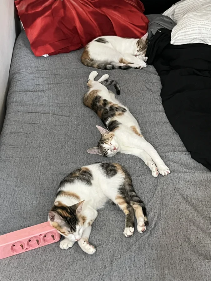 Calico — Foto 3