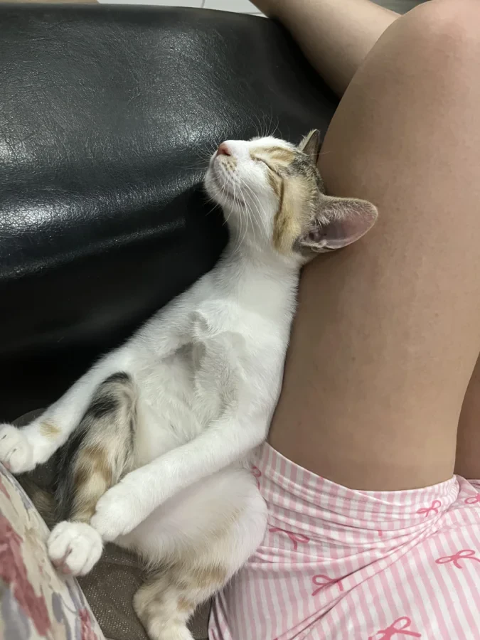 Calico — Foto 5