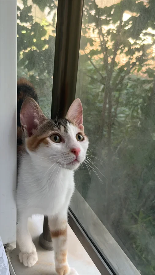 Calico — Foto 6