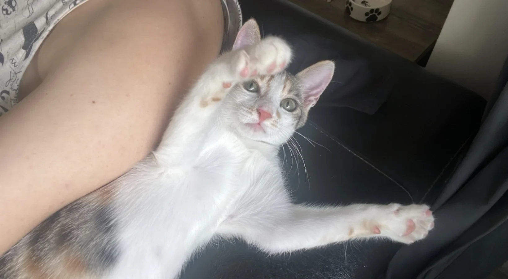 Calico — Foto 7