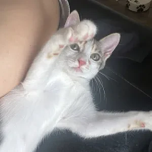 Foto 7