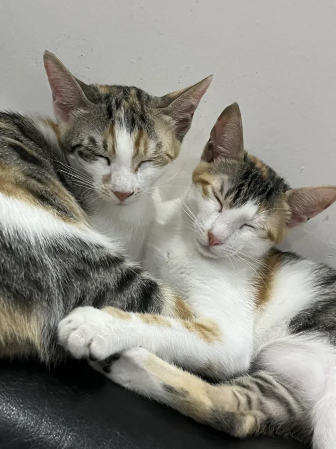 Calico — Foto 8