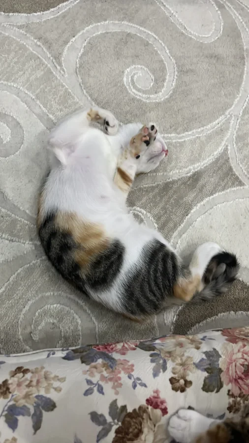 Calico — Foto 10