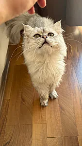 leo — Kedi