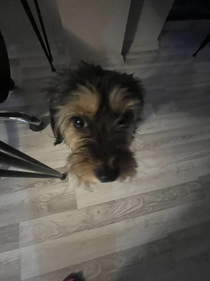 Phoebe — Foto 1