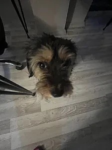 Phoebe — Köpek