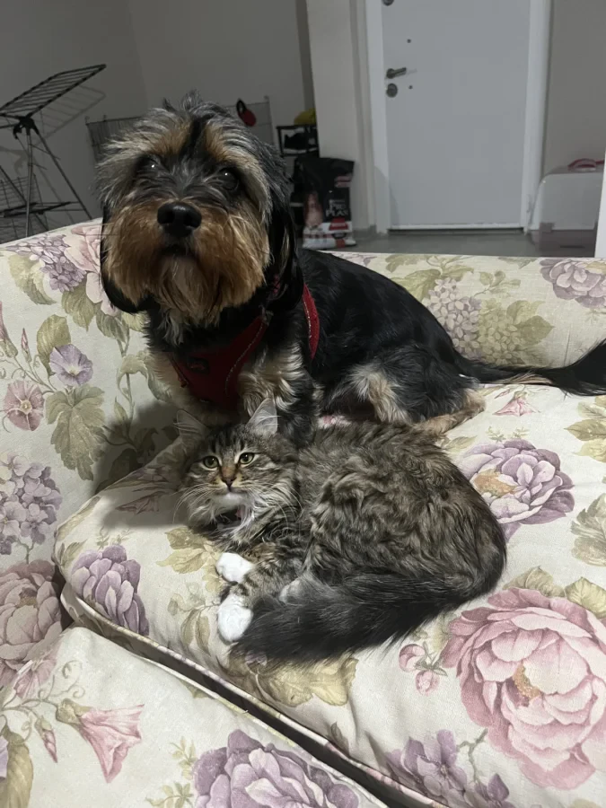 Phoebe — Foto 2