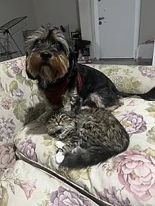 Foto 2