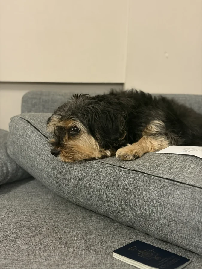 Phoebe — Foto 3