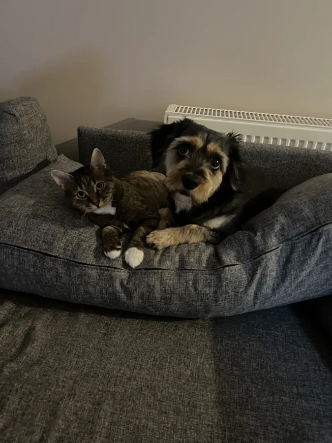 Phoebe — Foto 4