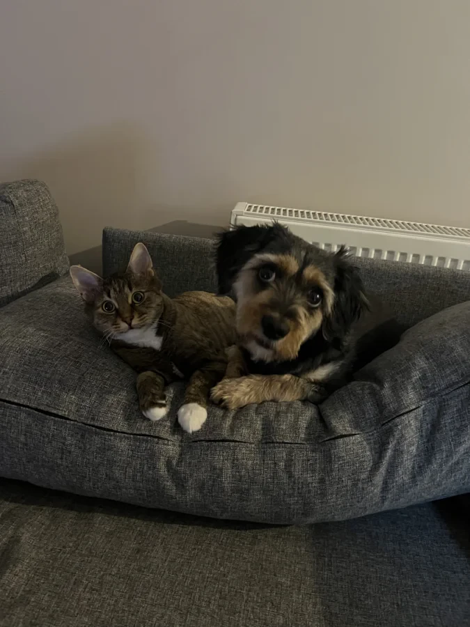 Phoebe — Foto 5