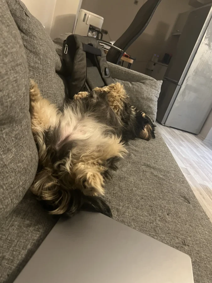 Phoebe — Foto 7
