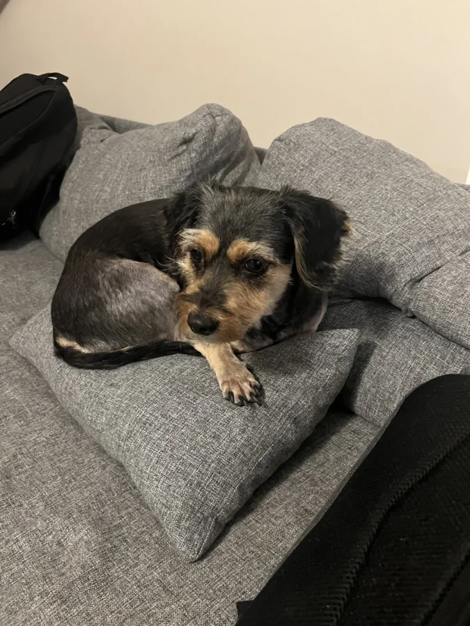 Phoebe — Foto 8