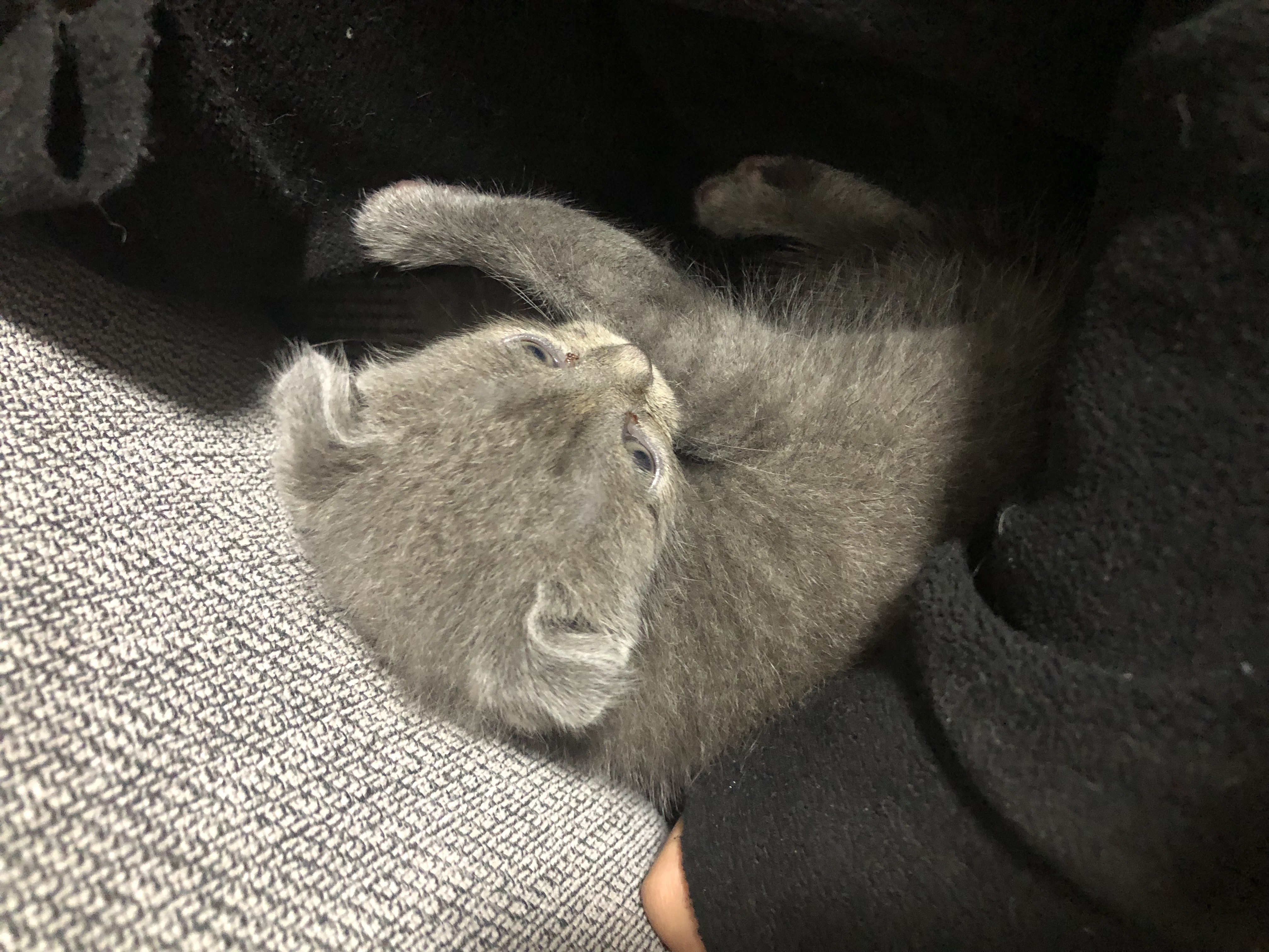 Gri Scottish kedi