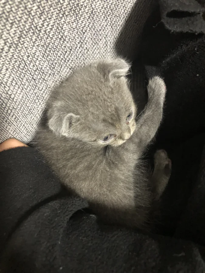 Gri Scottish kedi — Foto 1