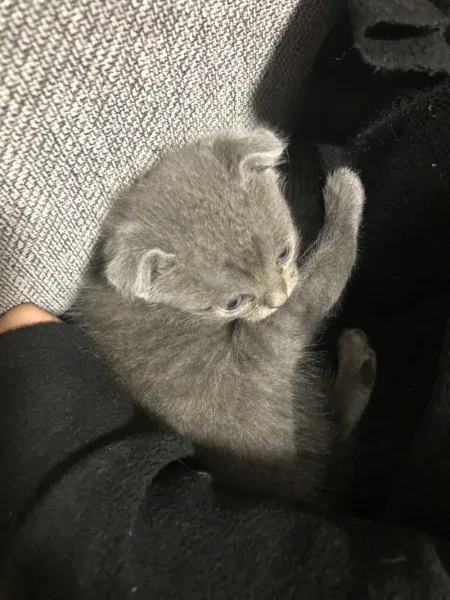 Gri Scottish kedi - Kedi - İstanbul sahiplendirme ilanı