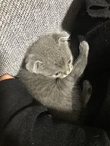 Gri Scottish kedi — Kedi