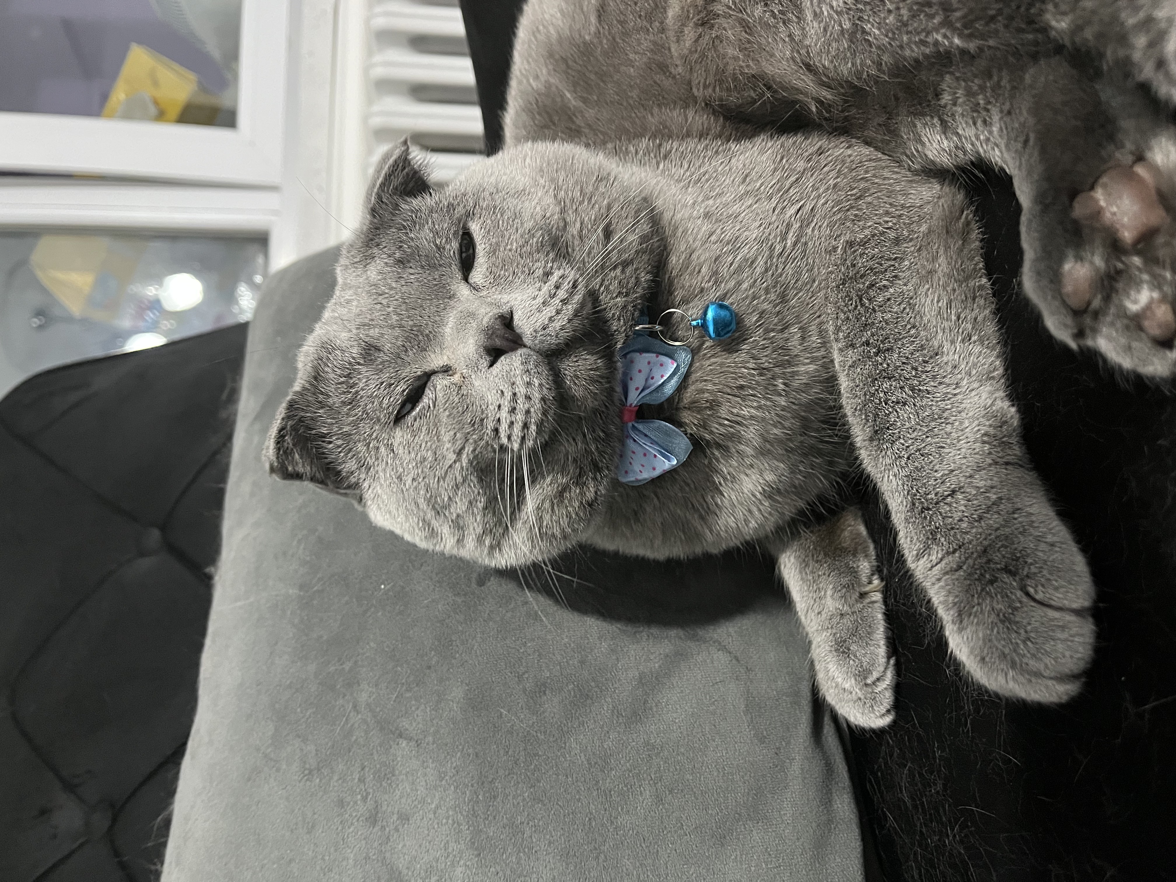 ozzie