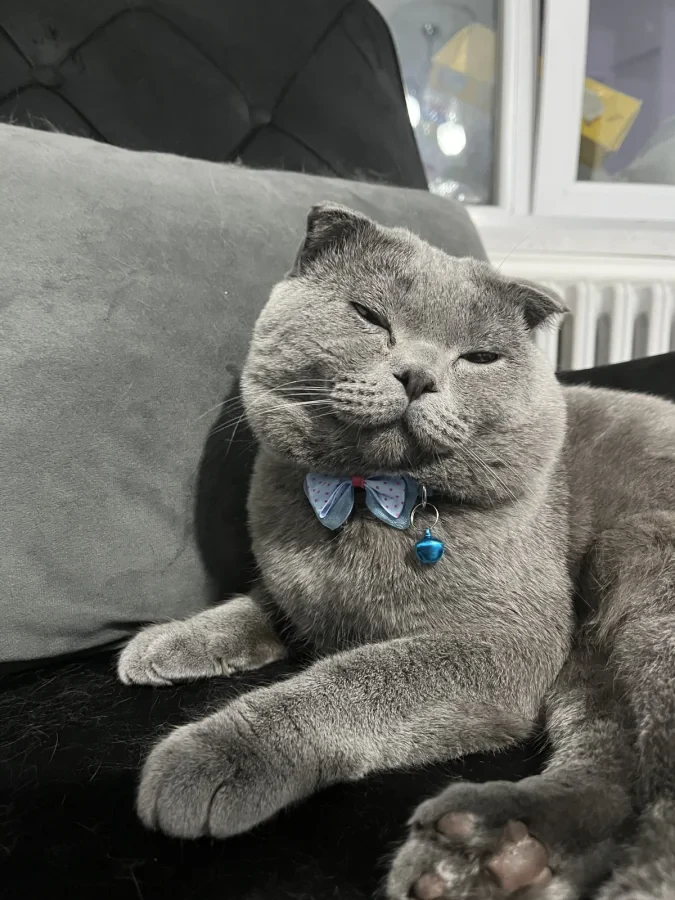 ozzie — Foto 1