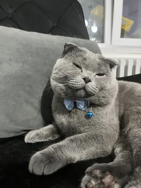 ozzie - Kedi - Eskişehir sahiplendirme ilanı