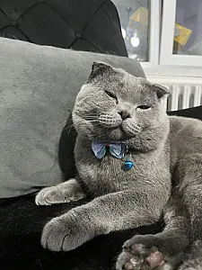 ozzie — Kedi