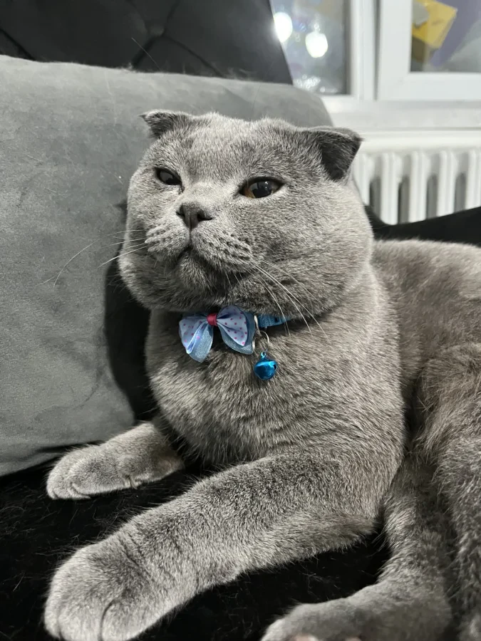 ozzie — Foto 2