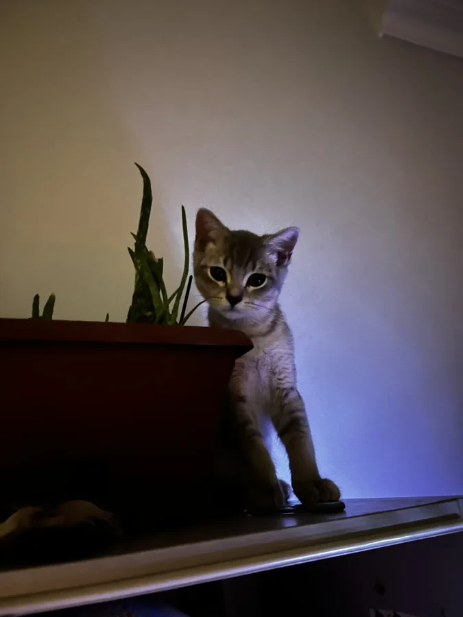 kedicik — Foto 1