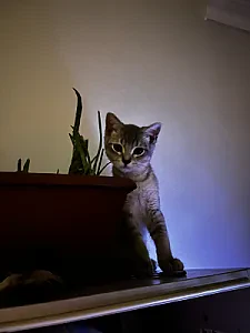 kedicik — Kedi
