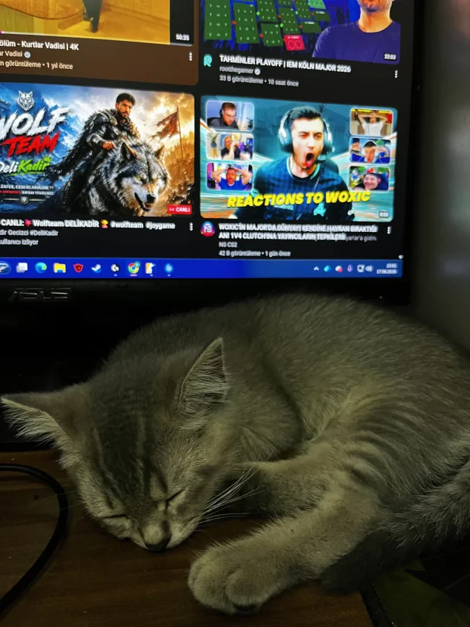 kedicik — Foto 2