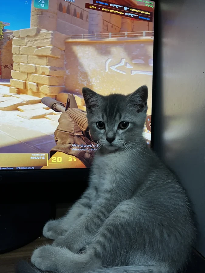 kedicik — Foto 5