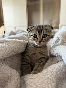 karamel — Kedi