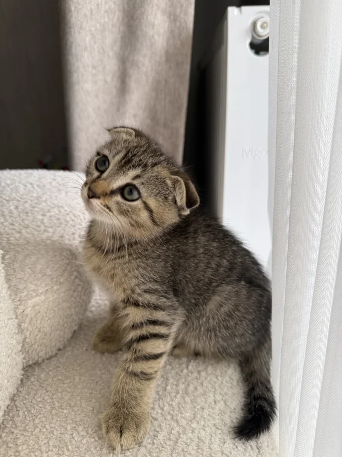 karamel — Foto 2