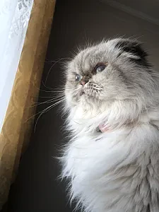 Şila — Kedi