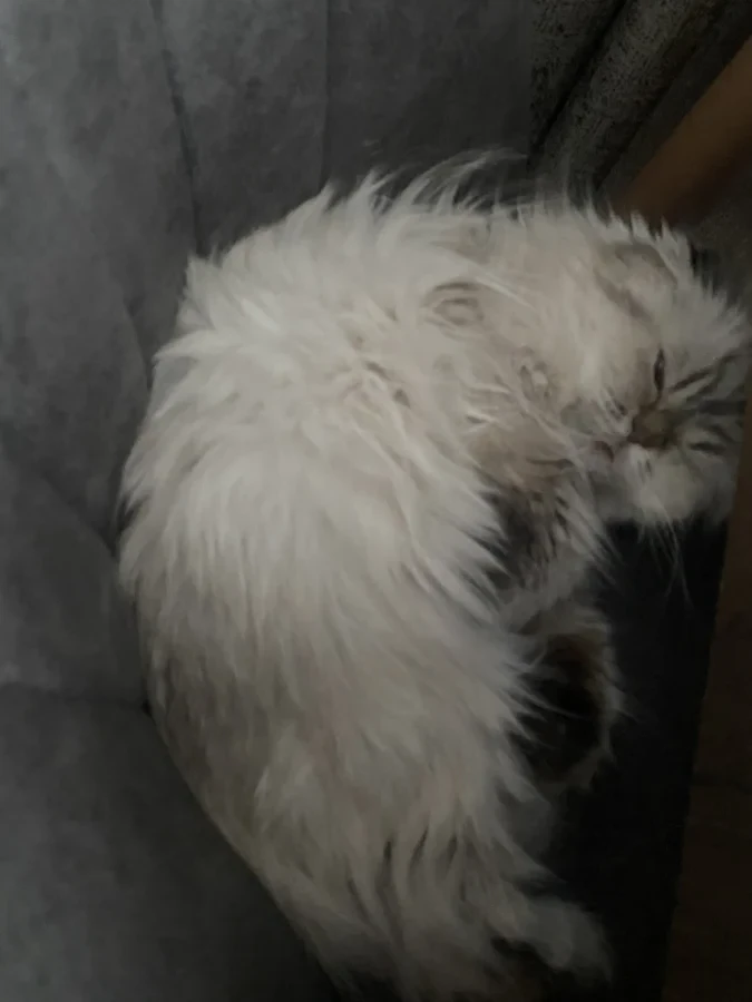 Şila — Foto 3