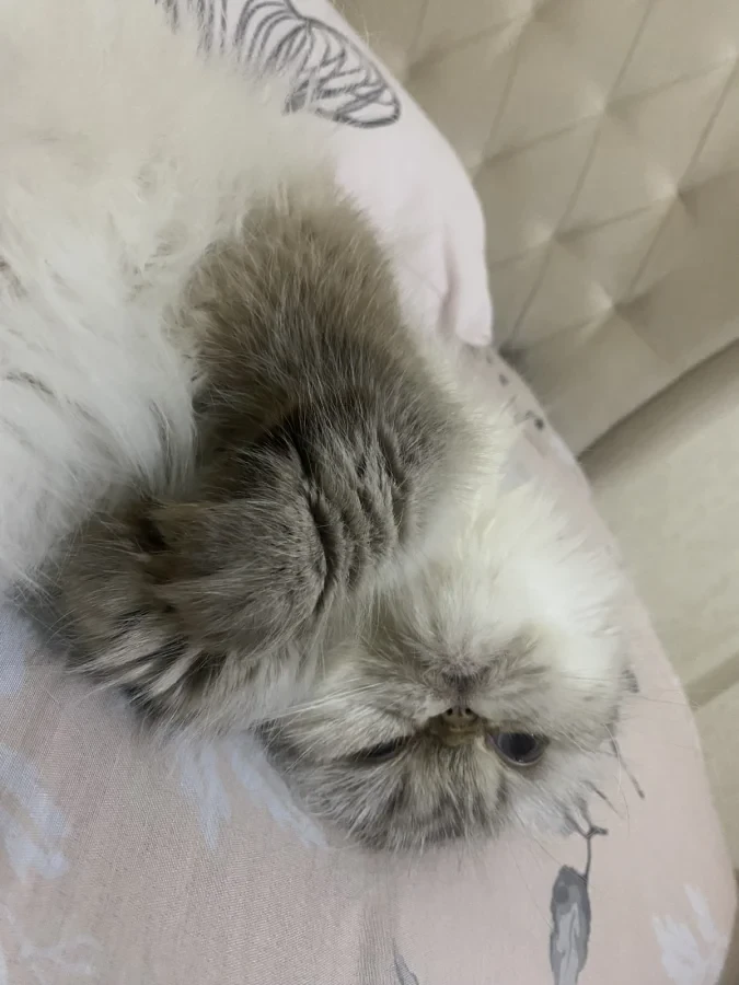 Şila — Foto 4