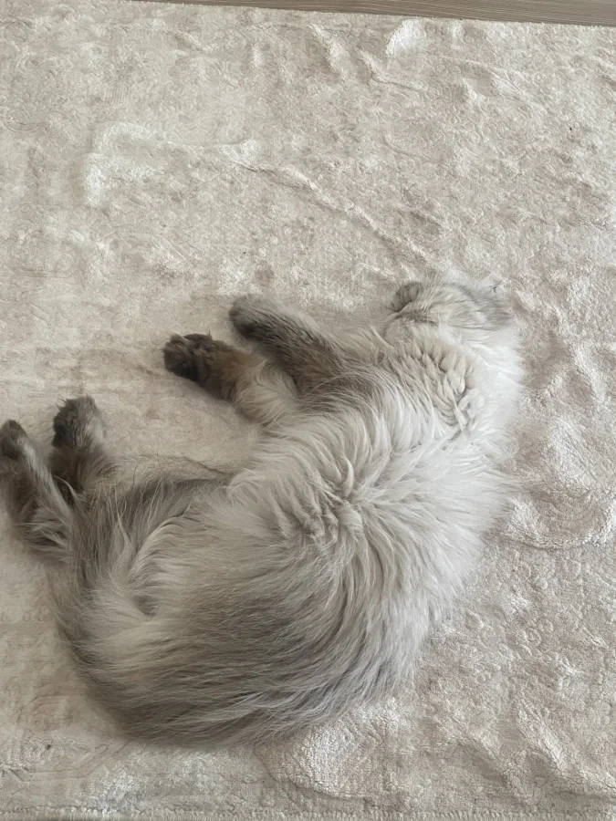 Şila — Foto 5